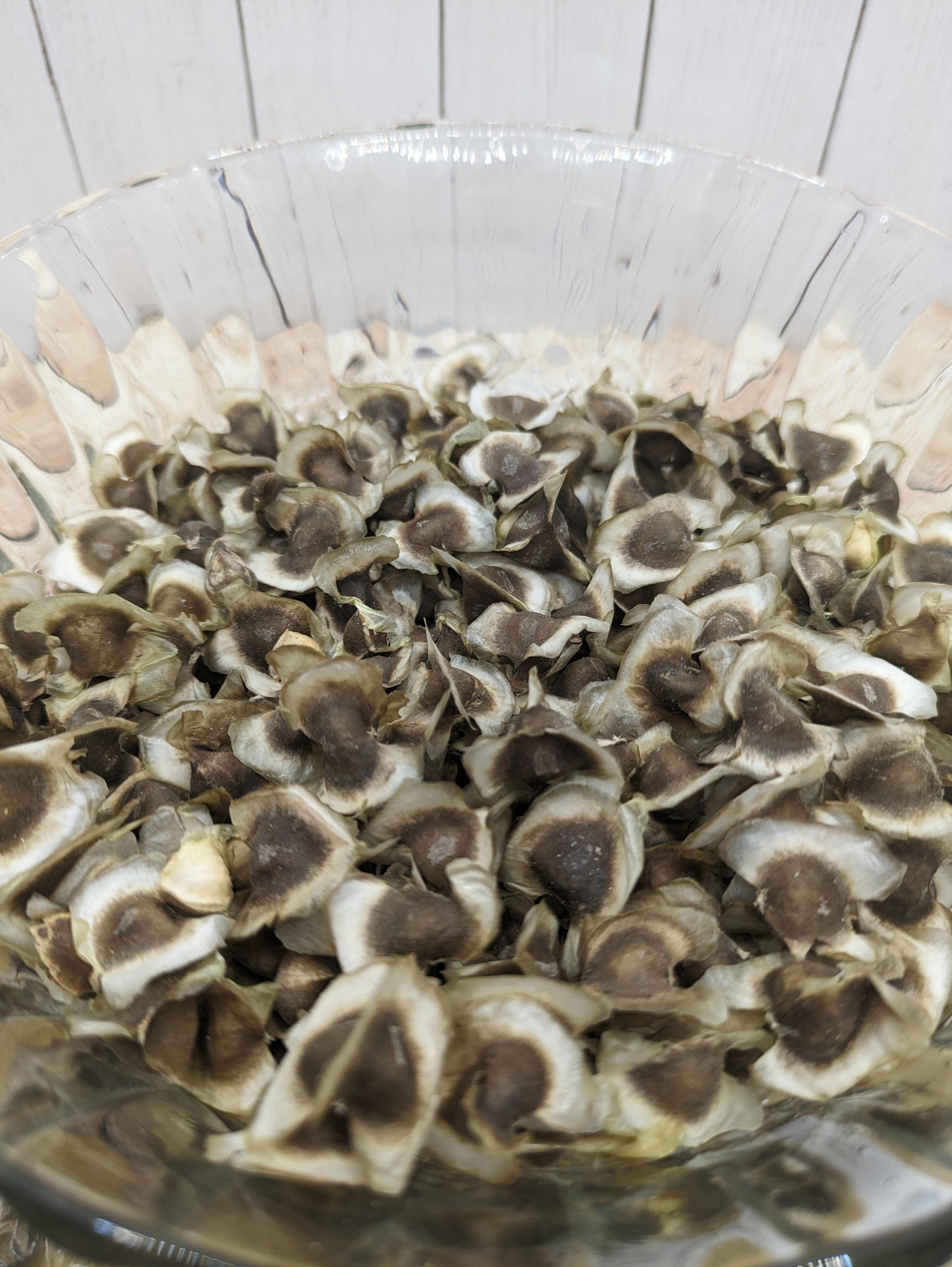 Moringa Oleifera Seeds 100 Seed Packet Organic Grown in Florida