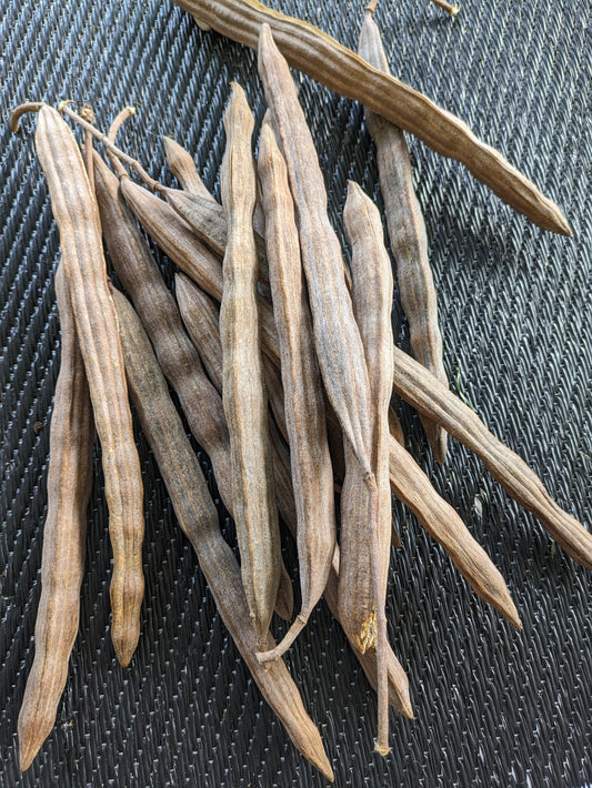 Moringa Oleifera Seeds 100 Seed Packet Organic Grown in Florida